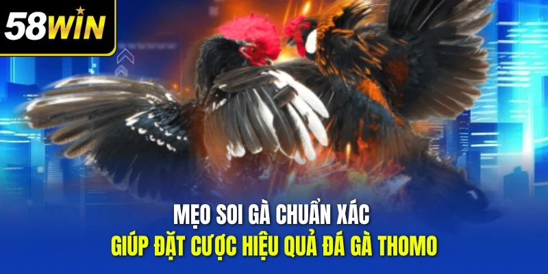 Mẹo soi gà chuẩn xác giúp đặt cược hiệu quả đá gà Thomo